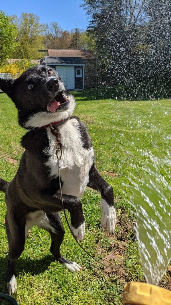 These Dogs Are Broken (30 pics) These Dogs Are Broken (30 pics)