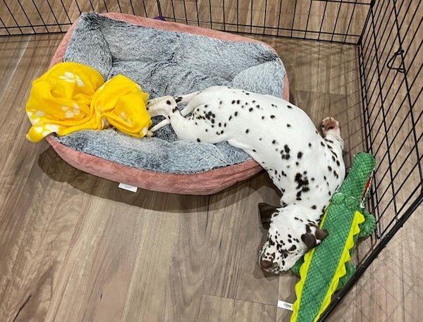 These Dogs Are Broken (30 pics) These Dogs Are Broken (30 pics)