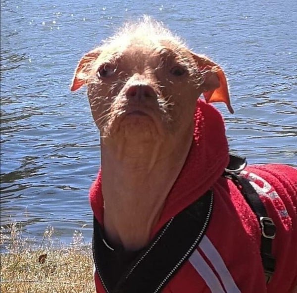 These Dogs Are Broken (30 pics) These Dogs Are Broken (30 pics)