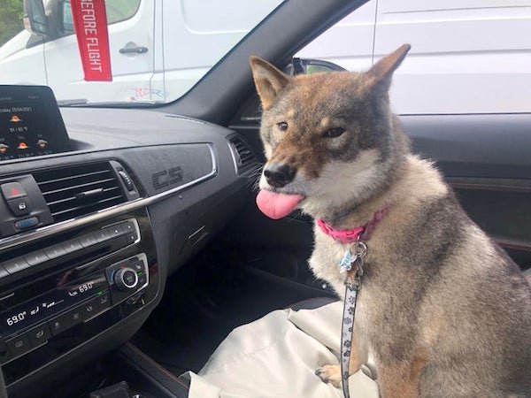 These Dogs Are Broken (30 pics)