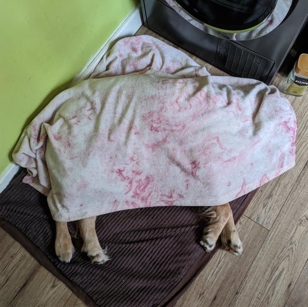 These Dogs Are Broken (30 pics) These Dogs Are Broken (30 pics)