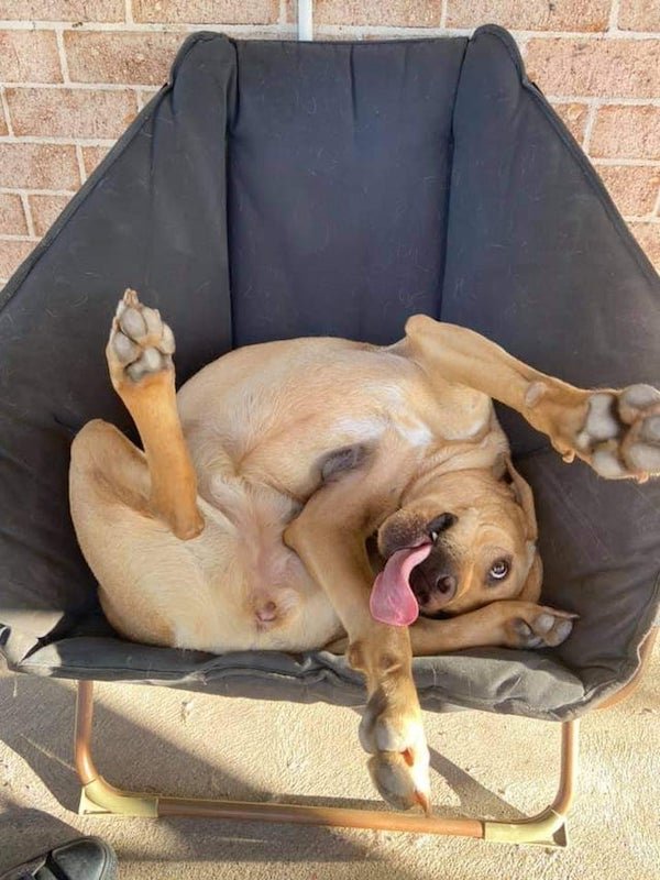 These Dogs Are Broken (30 pics) These Dogs Are Broken (30 pics)