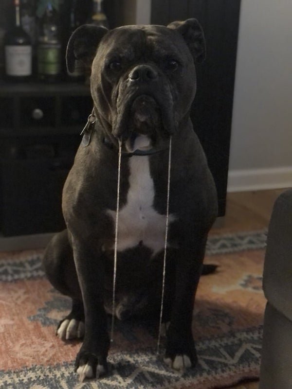 These Dogs Are Broken (30 pics)