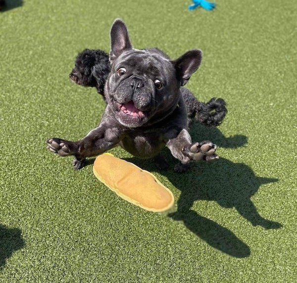 These Dogs Are Broken (30 pics) These Dogs Are Broken (30 pics)
