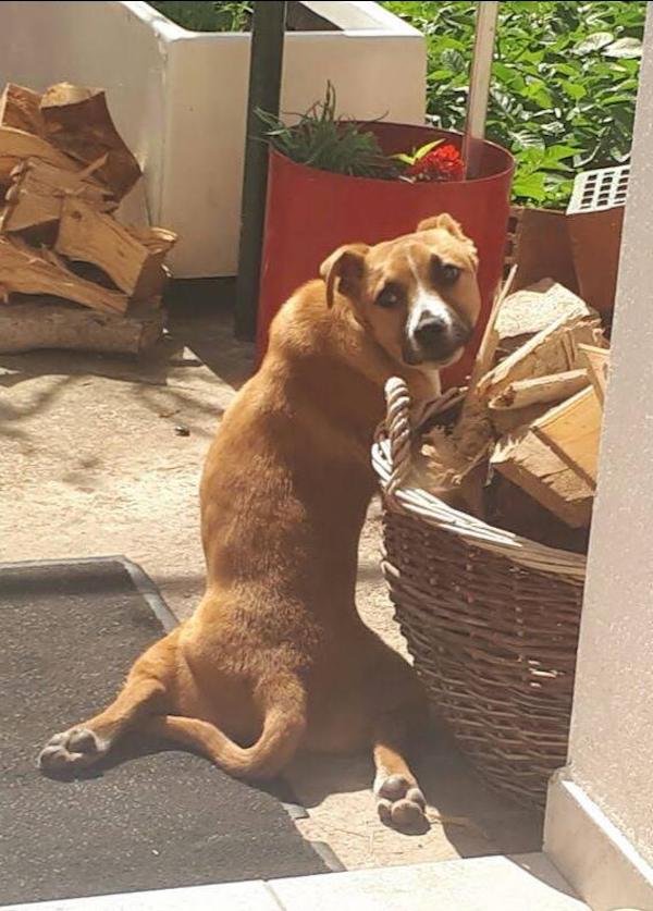 These Dogs Are Broken (30 pics) These Dogs Are Broken (30 pics)