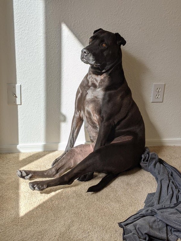 These Dogs Are Broken (30 pics)