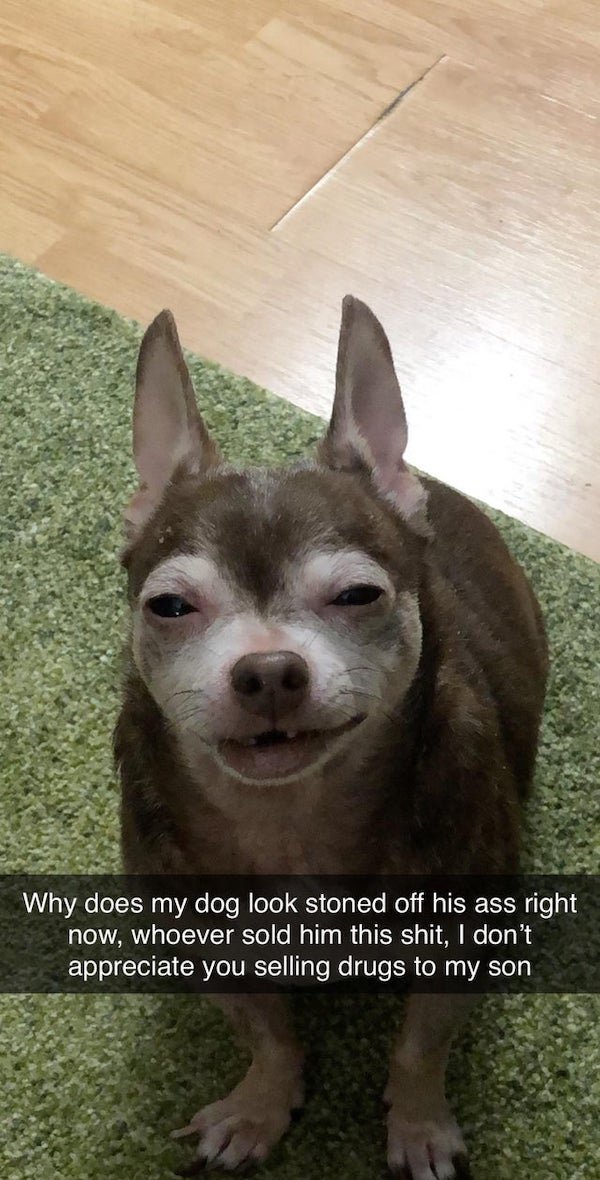 These Dogs Are Broken (30 pics)