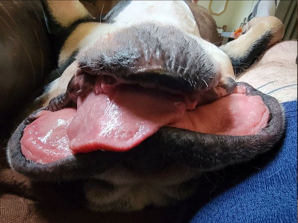 These Dogs Are Broken (30 pics) These Dogs Are Broken (30 pics)