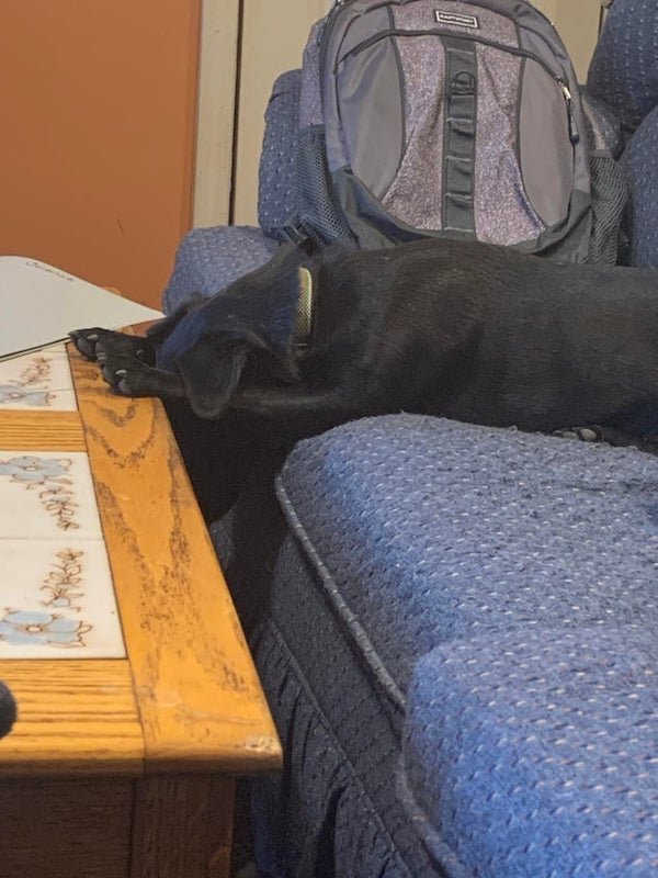 These Dogs Are Broken (30 pics)