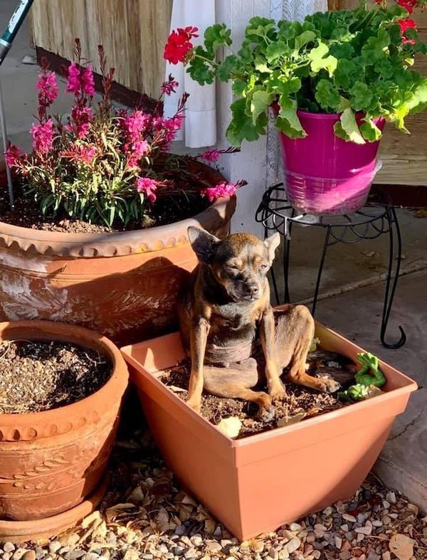 These Dogs Are Broken (30 pics)