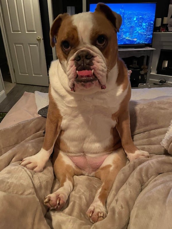 These Dogs Are Broken (30 pics)