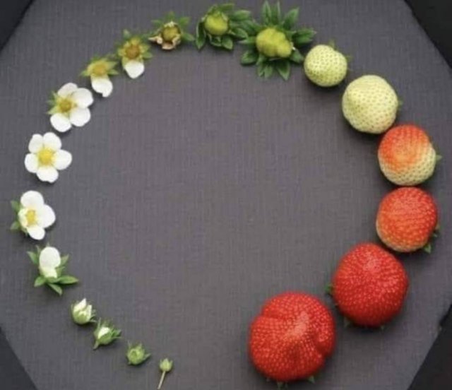 Acid Picdump 1 (52 pics)
