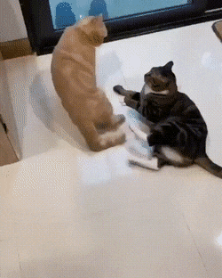 Acid Gifdump, May 25 (25 gifs)