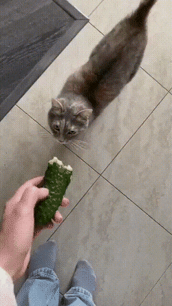 Acid Gifdump, May 25 (25 gifs)