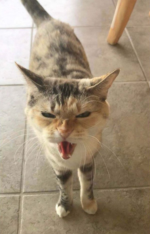 Screaming Cats (30 pics)