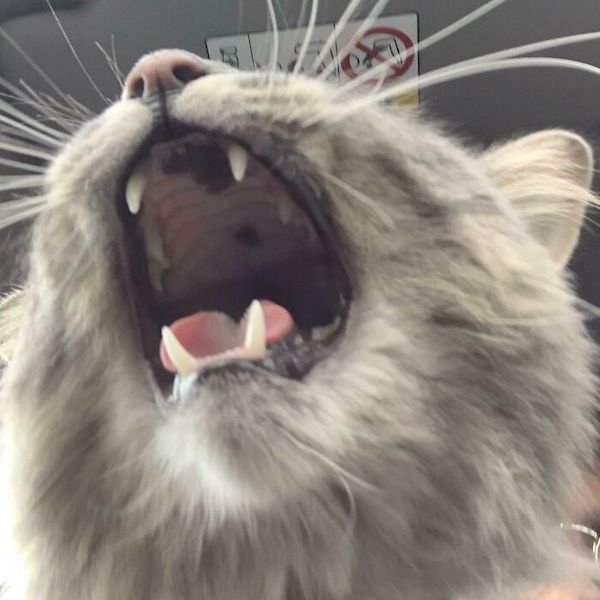 Screaming Cats Pics