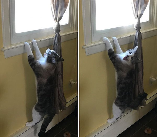 Screaming Cats (30 pics)