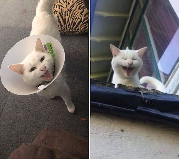 Screaming Cats (30 pics)