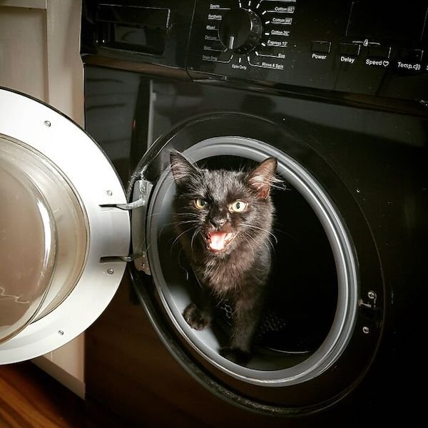 Screaming Cats (30 pics)