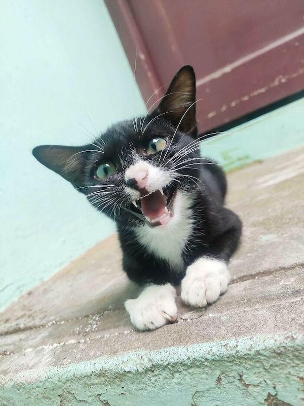 Screaming Cats (30 pics)