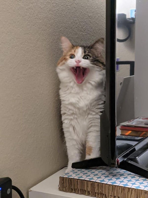cat screams