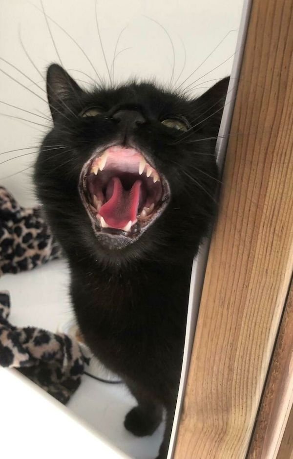 Screaming Cats (30 pics)