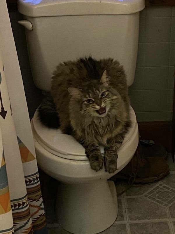 Screaming Cats (30 pics)