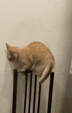 Acid Gifdump, May 25 (25 gifs)