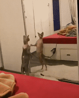 Acid Gifdump, May 25 (25 gifs)