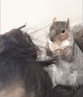 Acid Gifdump, May 25 (25 gifs)