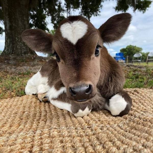 Cute Animals (47 pics)