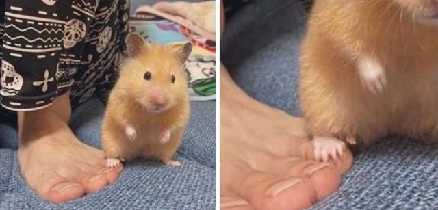 Cute Animals (47 pics)