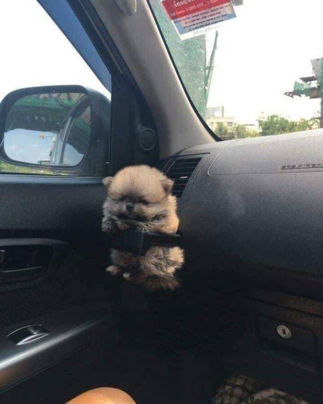 Cute Animals (47 pics)