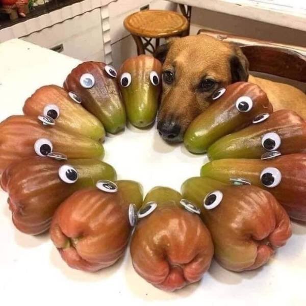 Cute Animals (47 pics)