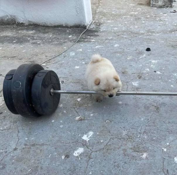 Cute Animals (47 pics)