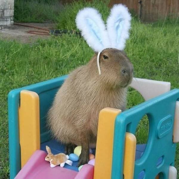 Cute Animals (47 pics)