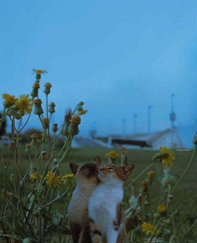 Cute Animals (47 pics)