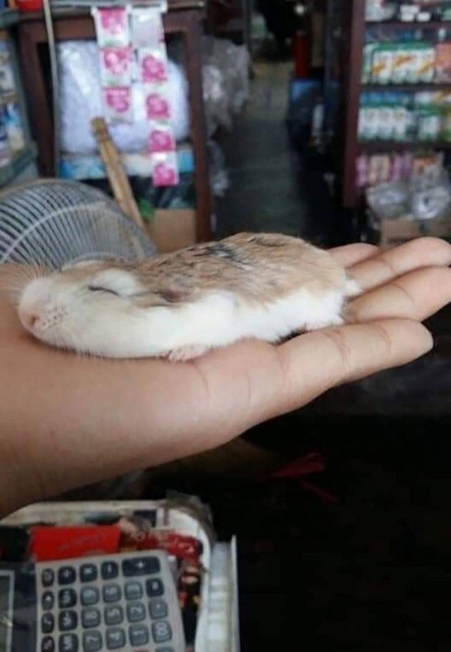 Cute Animals (47 pics)