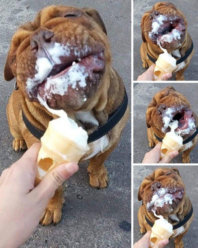Cute Animals (47 pics)