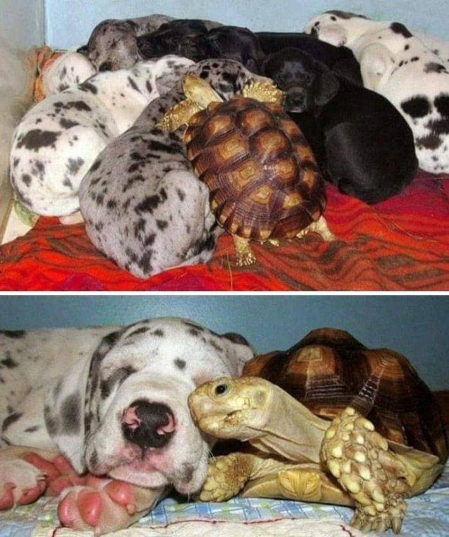 Cute Animals (47 pics)