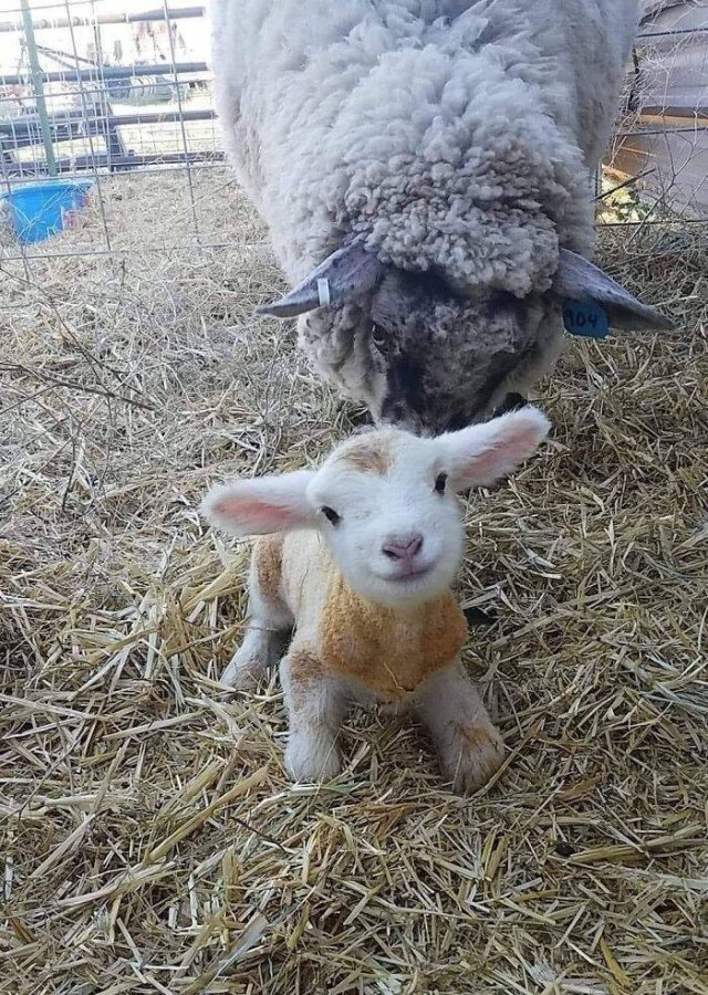Cute Animals (47 pics)
