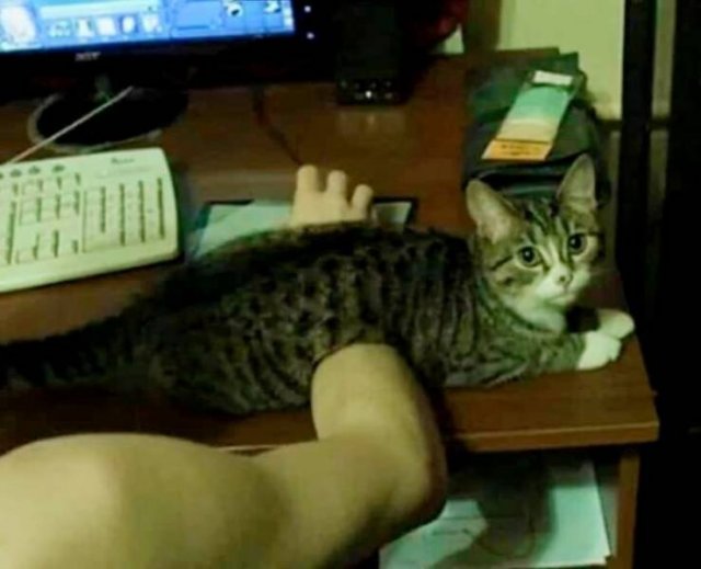 Cute Animals (47 pics)
