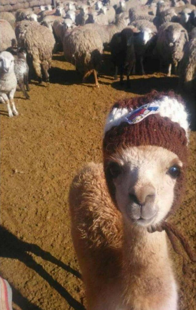 Cute Animals (47 pics)