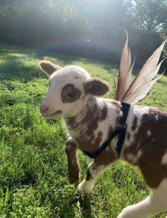 Cute Animals (47 pics)