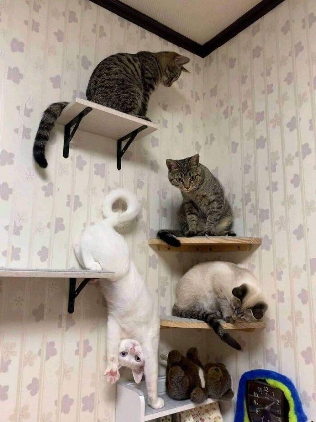 Cute Animals (47 pics)