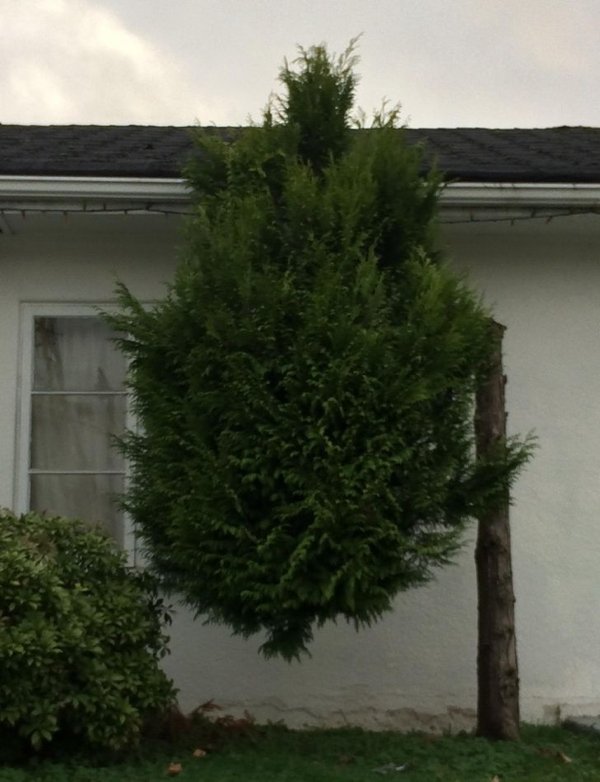Look Twice (20 pics)