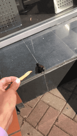 Acid Gifdump, May 27 (25 gifs)
