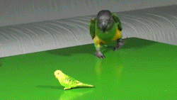 Acid Gifdump, May 28 (25 gifs)