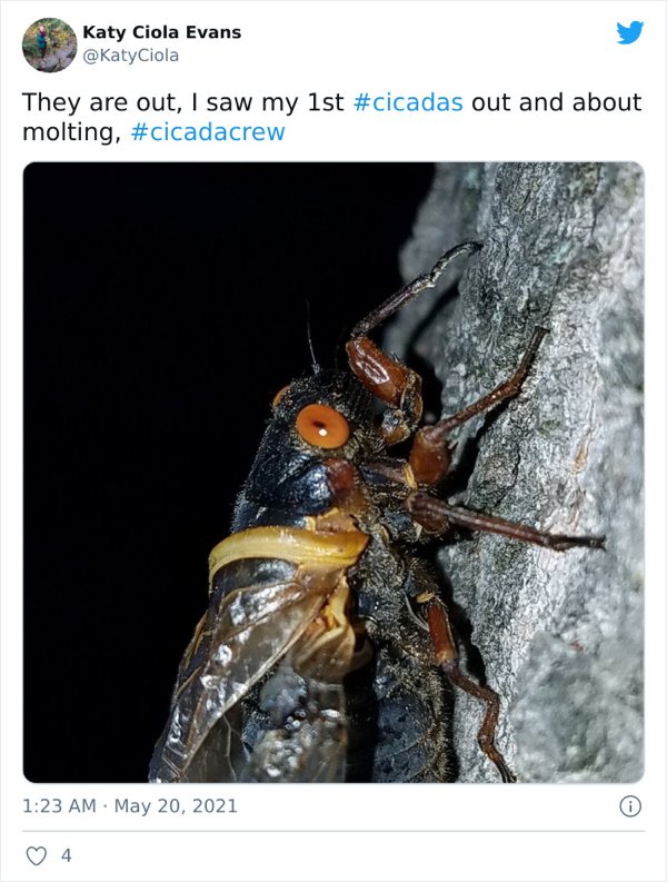 Cicadas Invasion (30 pics)
