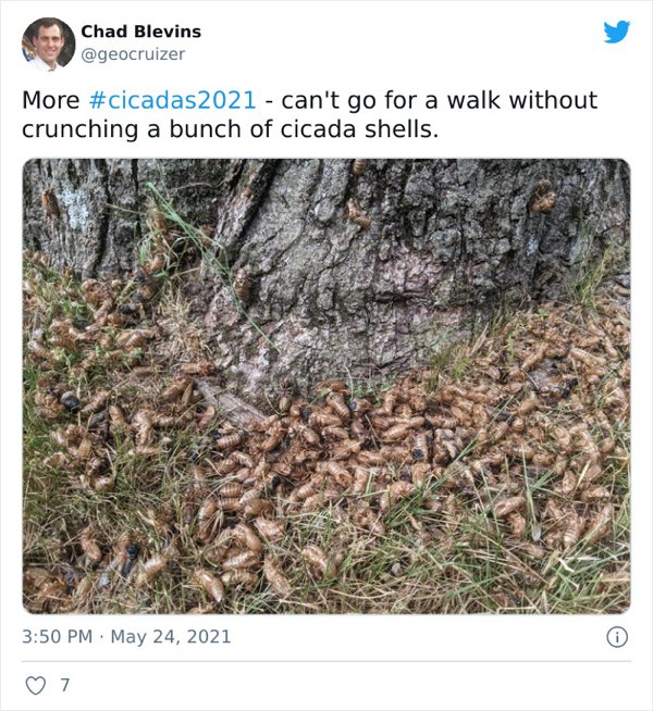 Cicadas Invasion (30 pics)